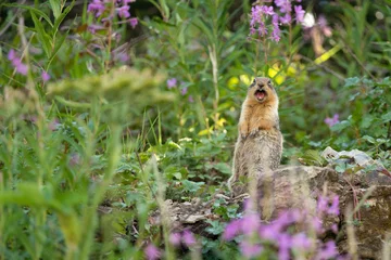 Tuinposter Grappige eekhoorn in het bos schreeuwen © yann