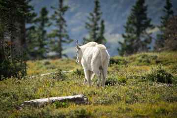 Obraz premium white mountain goat on the meadow