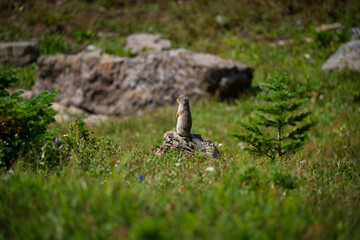 squirrel sitting on a rock in the grass