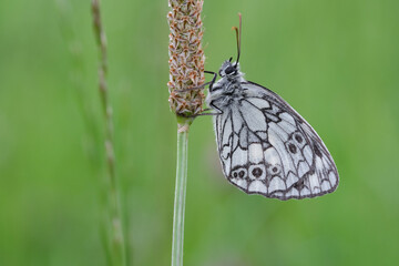 Schachbrettfalter