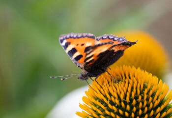 butterfly on a coneflower