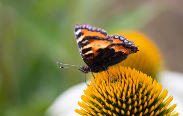 Kleiner Fuchs (Schmetterling) auf Echinacea