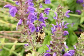 bee on lavender flower