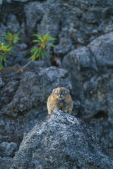 北海道　エゾナキウサギ 