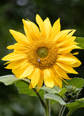 Obraz premium Sonnenblume