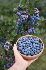 Piękne owoce borówki z dojrzewającymi owocami w tle