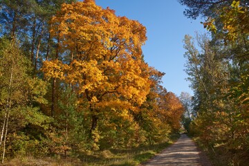 Fototapeta na wymiar Drzewa w parku i lesie przybrały jesienną szatę. Jesień maluje drzewa na jaskrawe kolory. 