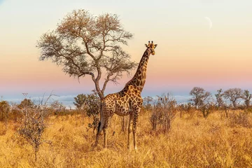 Gordijnen Giraf in de savanne van Zuid-Afrika © Picturellarious