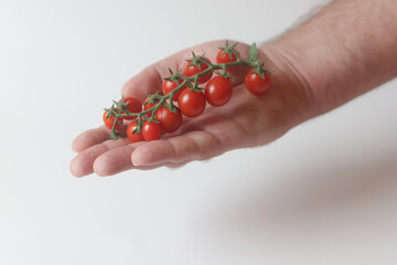 Man holds branch with sweet red candy tomatoes in his hand.