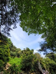 Obraz premium trees in the forest