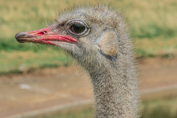 Close up shot of an Ostrich