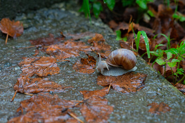 snail on a stair
