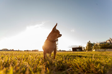 chihuahua walking in the grass with the sun against the light on a summer afternoon.