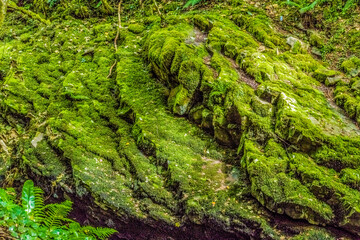 Moss Covered Rock Formation