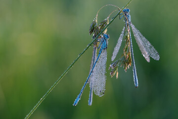 Azurjunger © digitalfoto105