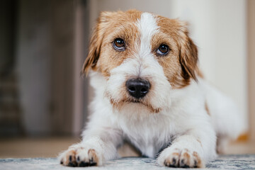 Purebred Jack Russell Terrier lying on the floor and looking.