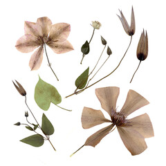 Pressed and dried flowers and buds of clematis isolated on white background. For use in floral...