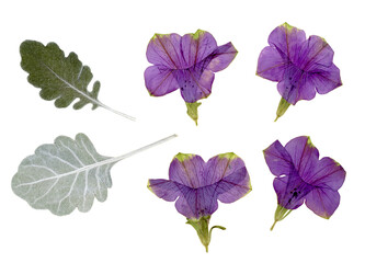 Pressed and dried petunia flowers and buds isolated on white background. For use in floral patterns, herbariums, scrapbooking.