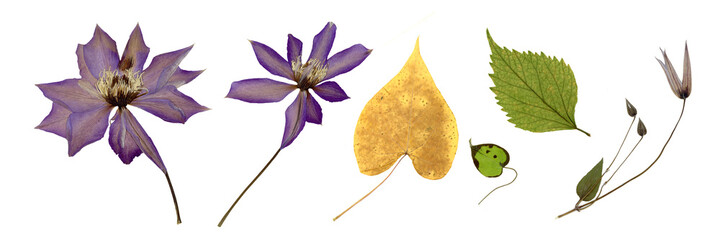 Naklejka premium Pressed and dried flowers and buds of clematis isolated on white background. For use in floral patterns, compositions, herbariums.