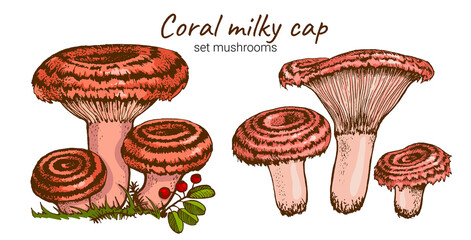 set of drawn coral milky cap mushrooms, family of edible fungus graphic drawing with lines flat illustration, healthy organic food, vegetarian food isolated on white background for design and printing