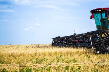 A swather cuts a field of wheat near 