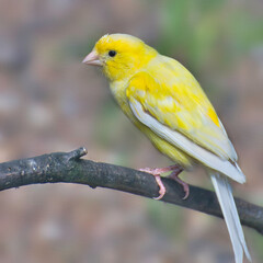 Vogel