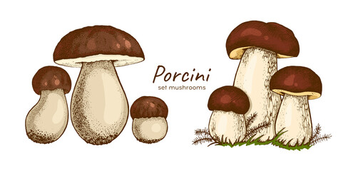 set of drawn porcini mushrooms, family of edible fungus, graphic drawing with lines, flat illustration, healthy organic food, vegetarian food isolated on white background, for design and printing