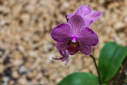 Orquídea Phalaenopsis , el nombre común de la flor es mariposa o alevilla