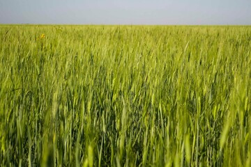 Wheat fields of Kazakhstan, Rural life.