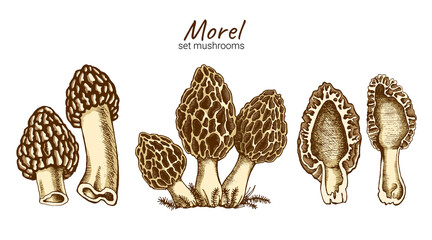 set of drawn morel mushrooms, family of edible fungus, graphic drawing with lines, flat illustration, healthy organic food, vegetarian food isolated on white background, for design and printing