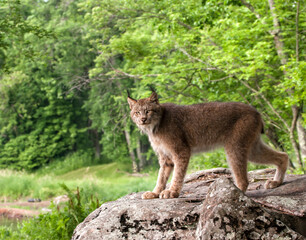 Canadian lynx making eye contact while standing on a boulder near a forest
