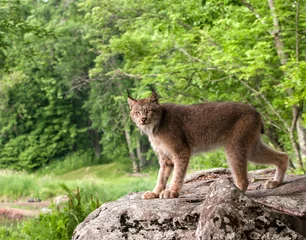 Gordijnen Canadian lynx making eye contact while standing on a boulder near a forest  © dssimages