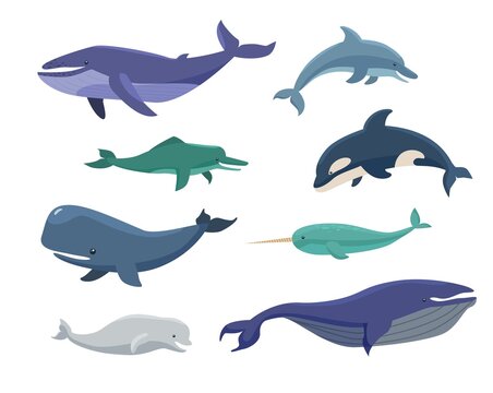 Whales, bowheads, narwhals, orcas cartoon illustration set. Group of blue and white marine animals of different sizes. Mammal, sea and ocean creatures concept