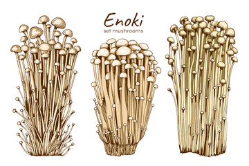 set of drawn enoki mushrooms, family of edible fungus, graphic drawing with lines, flat illustration, healthy organic food, vegetarian food isolated on white background, for design and printing