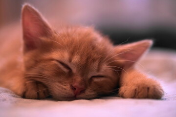 The ginger kitten is sleeping after the games. Close-up portrait.