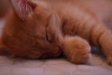 The ginger kitten is sleeping after the games. Close-up portrait.