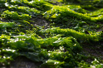 Green algae on the rock
