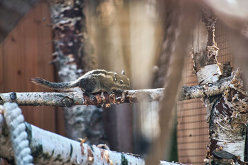 Baum Hörnchen © Marcus