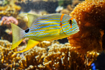 Threadfin Snapper Symphorichthys Spilurus fish underwater in sea