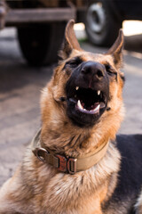 A young German Shepherd yawns ridiculously. Dog in the process of yawning with an open mouth. High quality photo