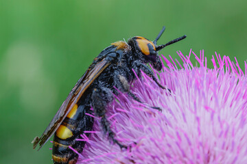 Giant scolia wasp (Megascolia maculata) feeds on nectar on a thorn flower close-up side view