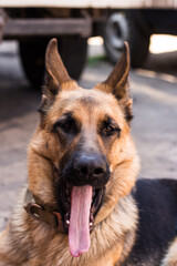 German Shepherd Yawns ridiculously with her tongue sticking out. High quality photo