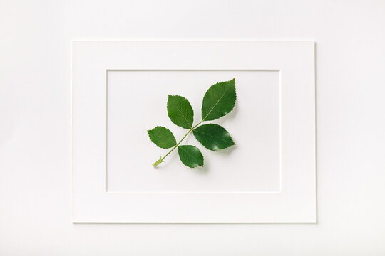 rose leaf in a frame on a white background, creative background
