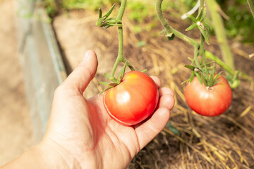Female hand holding red tomato. Harvesting in a home greenhouse. Farming, gardening concept