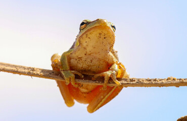 I share with you the very beautiful frames of the green tree frog in the nature environment
