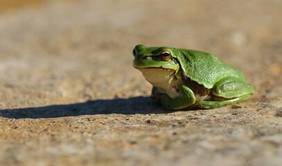 I share with you the very beautiful frames of the green tree frog in the nature environment
