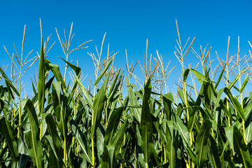 Obraz premium Maisfeld mit Silomais