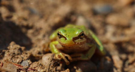 I share with you the very beautiful frames of the green tree frog in the nature environment
