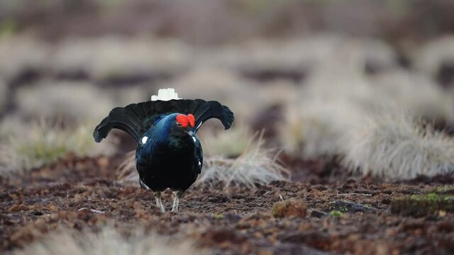 Black Grouse on spring bog ready for fighting, lekking. Spring colors of moors with black grouse, blackcock. Male Black Grouse lek game at sunrise. Lyrurus tetrix lekking in Estonia, Saaremaa swamp