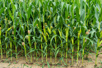 Obraz premium Maisfeld mit Silomais